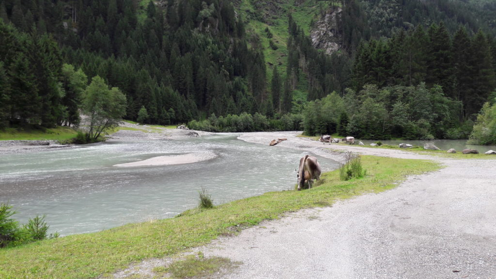freilaufende Kuh in den Alpen 